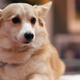 Illustration for article titled Boston Woman on Craigslist Really Needs Six Corgis for Her Wedding